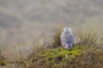 Snowy Owl - Sneeuwuil 