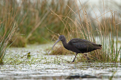 Glossy Ibis - Zwarte ibis 