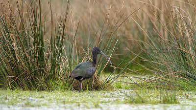 Glossy Ibis - Zwarte ibis 