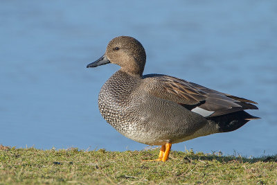 Ducks - Eenden