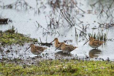 Common Snipe - Watersnip