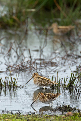 Common Snipe - Watersnip