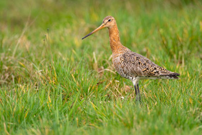 Black-tailed Godwit - Grutto 