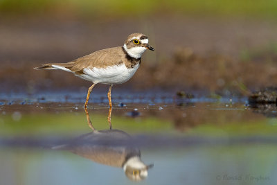 Little Ringed Plover - Kleine plevier 