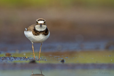 Little Ringed Plover - Kleine plevier 