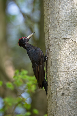 Black woodpecker - Zwarte specht