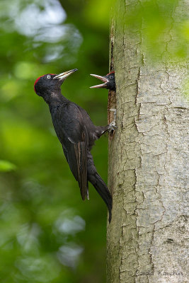 Black woodpecker - Zwarte specht  