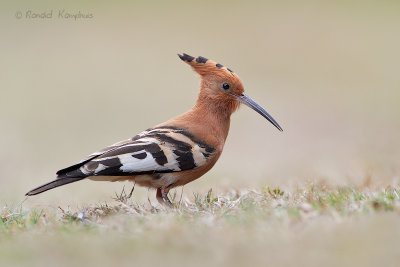 African Hoopoe - Afrikaanse hop 