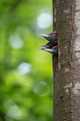 Black woodpecker - Zwarte specht 
