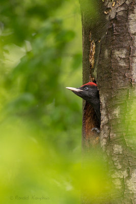 Black woodpecker - Zwarte specht 