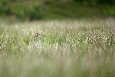 Curlew - Wulp