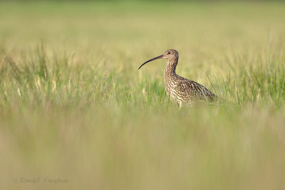 Curlew - Wulp