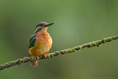 Kingfisher - IJsvogel