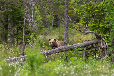 Brown bear - Bruine beer