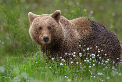 Brown bear - Bruine beer