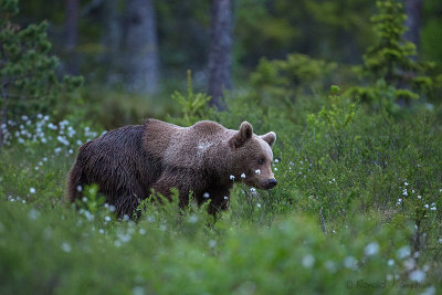 Brown bear - Bruine beer