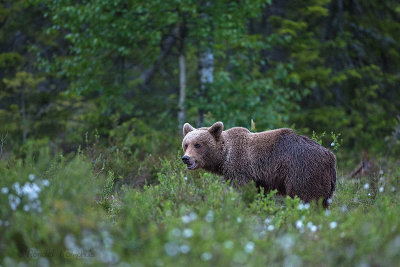 Brown bear - Bruine beer