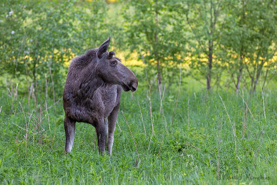 Moose - Eland 
