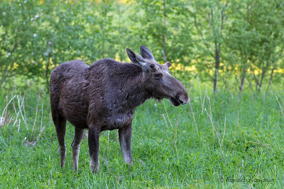 Moose - Eland 