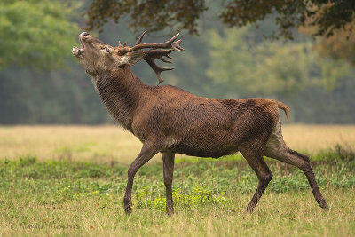 Red deer - Edelhert