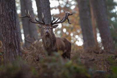 Red deer - Edelhert