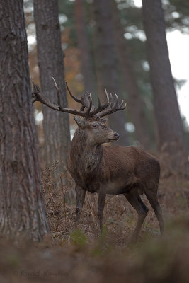 Red deer - Edelhert