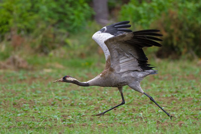 Common Crane - Kraanvogel