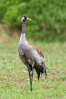 Cranes - Kraanvogels