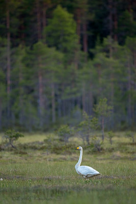 Whooper Swan - Wilde zwaan 