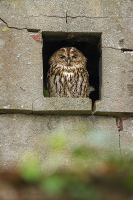 Tawny Owl - Bosuil