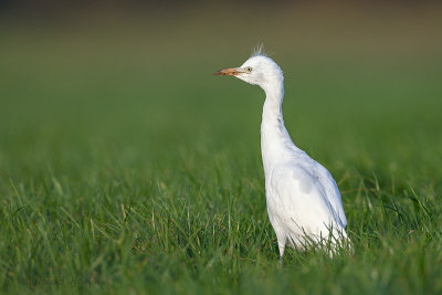 Western Cattle Egret - Koereiger 