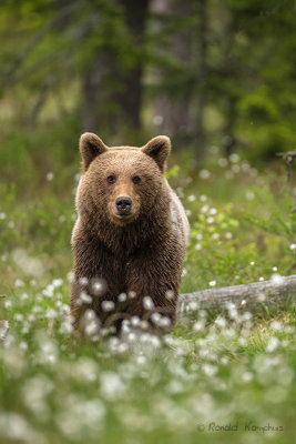 Brown bear - Bruine beer