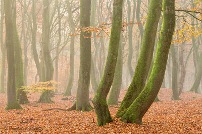 Speulderbos