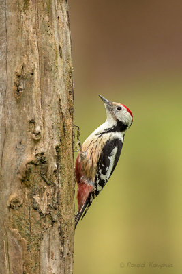 Middle Spotted Woodpecker - Middelste bonte specht