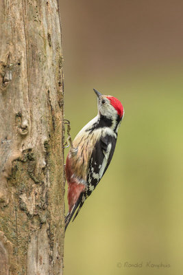 Middle Spotted Woodpecker - Middelste bonte specht 