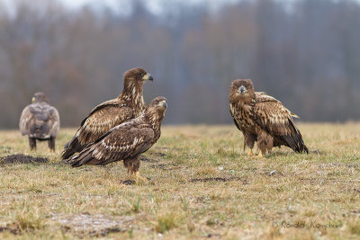 White Tailed Eagle - Zeearend 