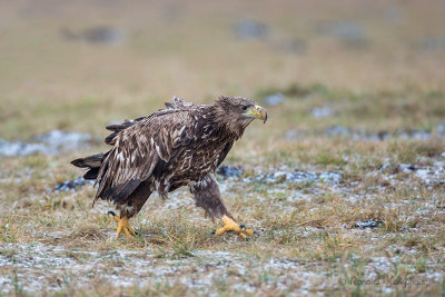 White Tailed Eagle - Zeearend 