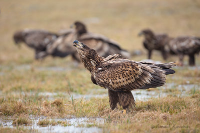 White Tailed Eagle - Zeearend 