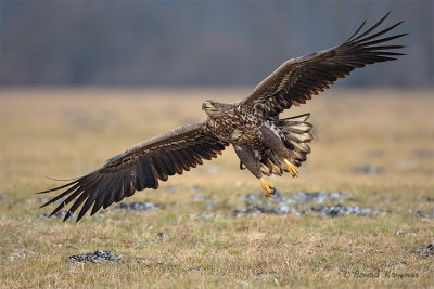 White Tailed Eagle - Zeearend 