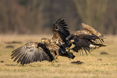 White Tailed Eagle - Zeearend 