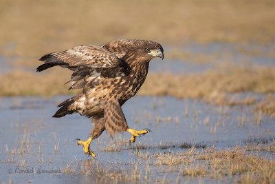 White Tailed Eagle - Zeearend 