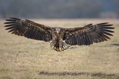 White Tailed Eagle - Zeearend 