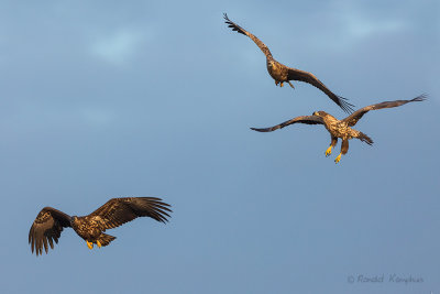 White Tailed Eagle - Zeearend 