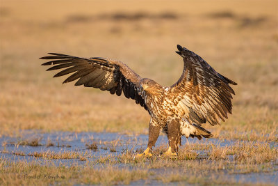 White Tailed Eagle - Zeearend 