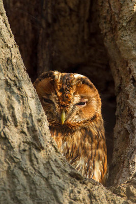 Tawny Owl - Bosuil 