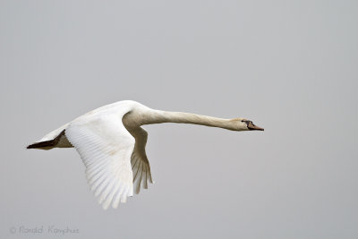 Swans - Zwanen