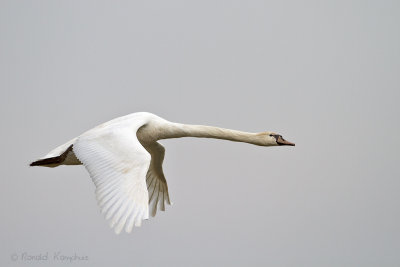 Mute Swan - Knobbelzwaan