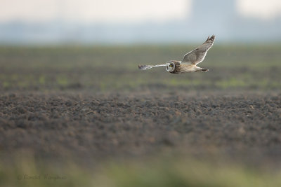 Short-eared Owl - Velduil 