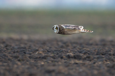 Short-eared Owl - Velduil 
