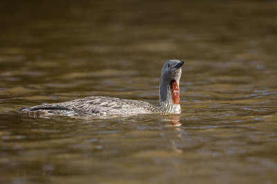 Red throuted Loon - Roodkeelduiker